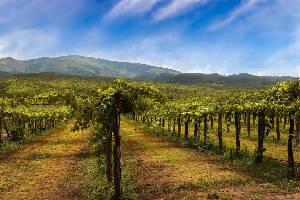 Vignoble d'Argentine Projeter son client pour mieux parler du vin, simplement, est très puissant