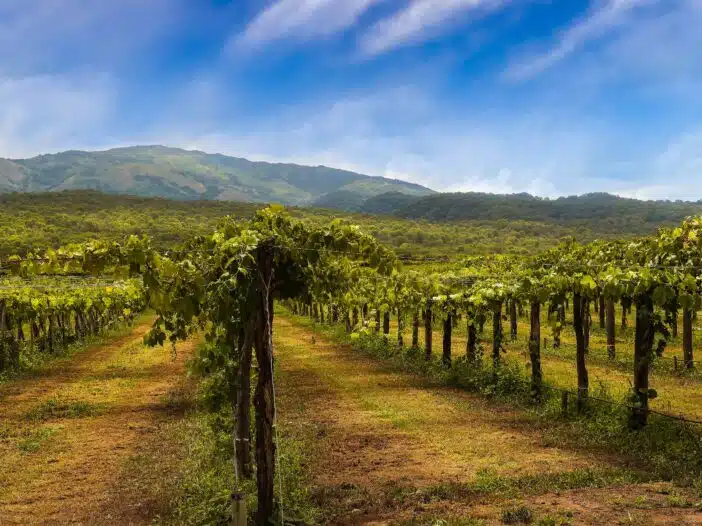 Projeter son client pour mieux parler du vin, simplement, est très puissant