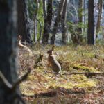 VIN ET LAPIN