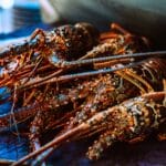 Vin et langouste : quel vin choisir ?