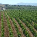 BARGYLUS, SYRIE