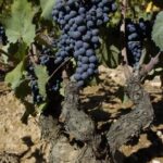 Domaine de Souviou, Bandol