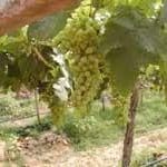 Les Vins de Thailande