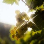 Autour du chenin...