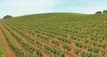 NEMEA, VIN DE GRECE