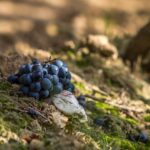 Le terroir apporte plusieurs choses au ivn