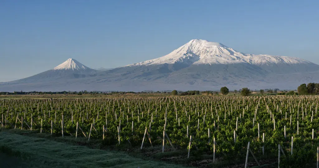 Vignoble d'Arménie, pays du vin méconnu à découvrir !